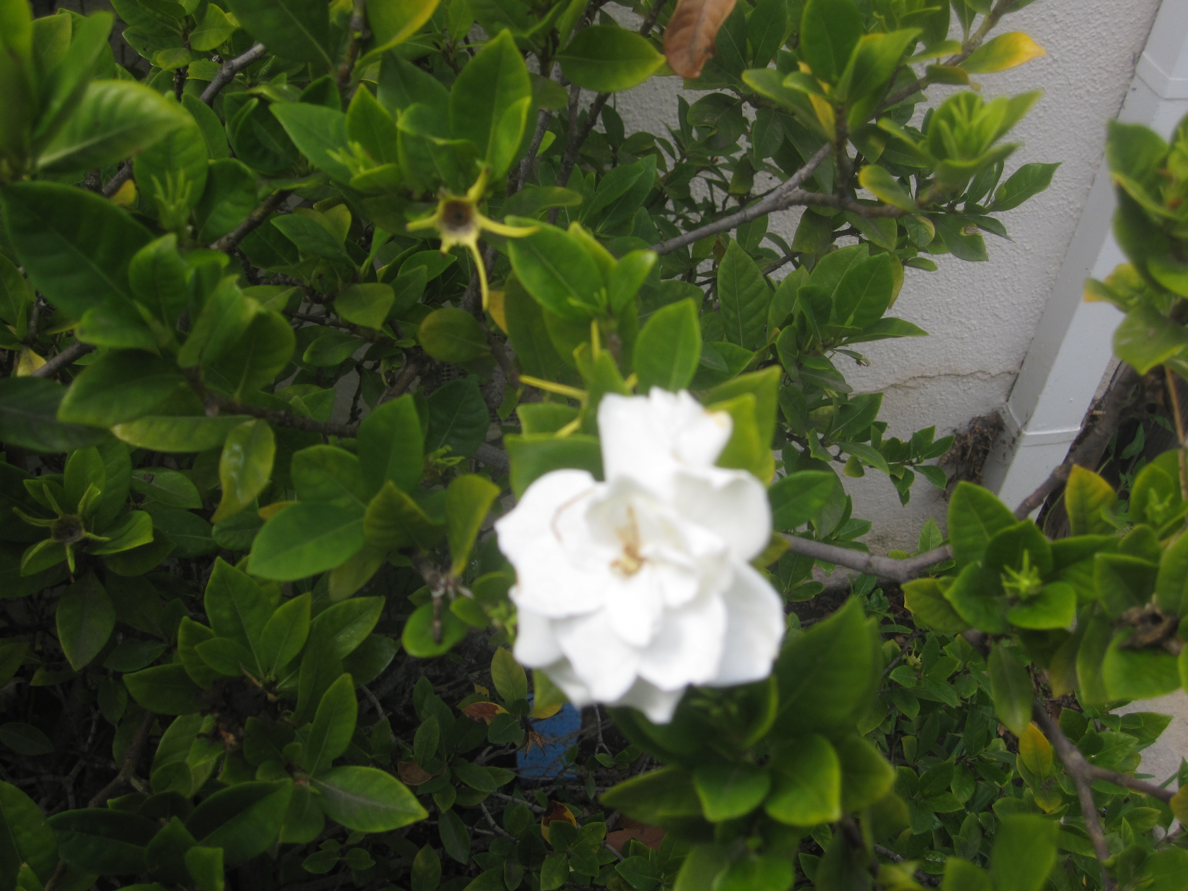 Spring Herbs and Flowers in My Garden...