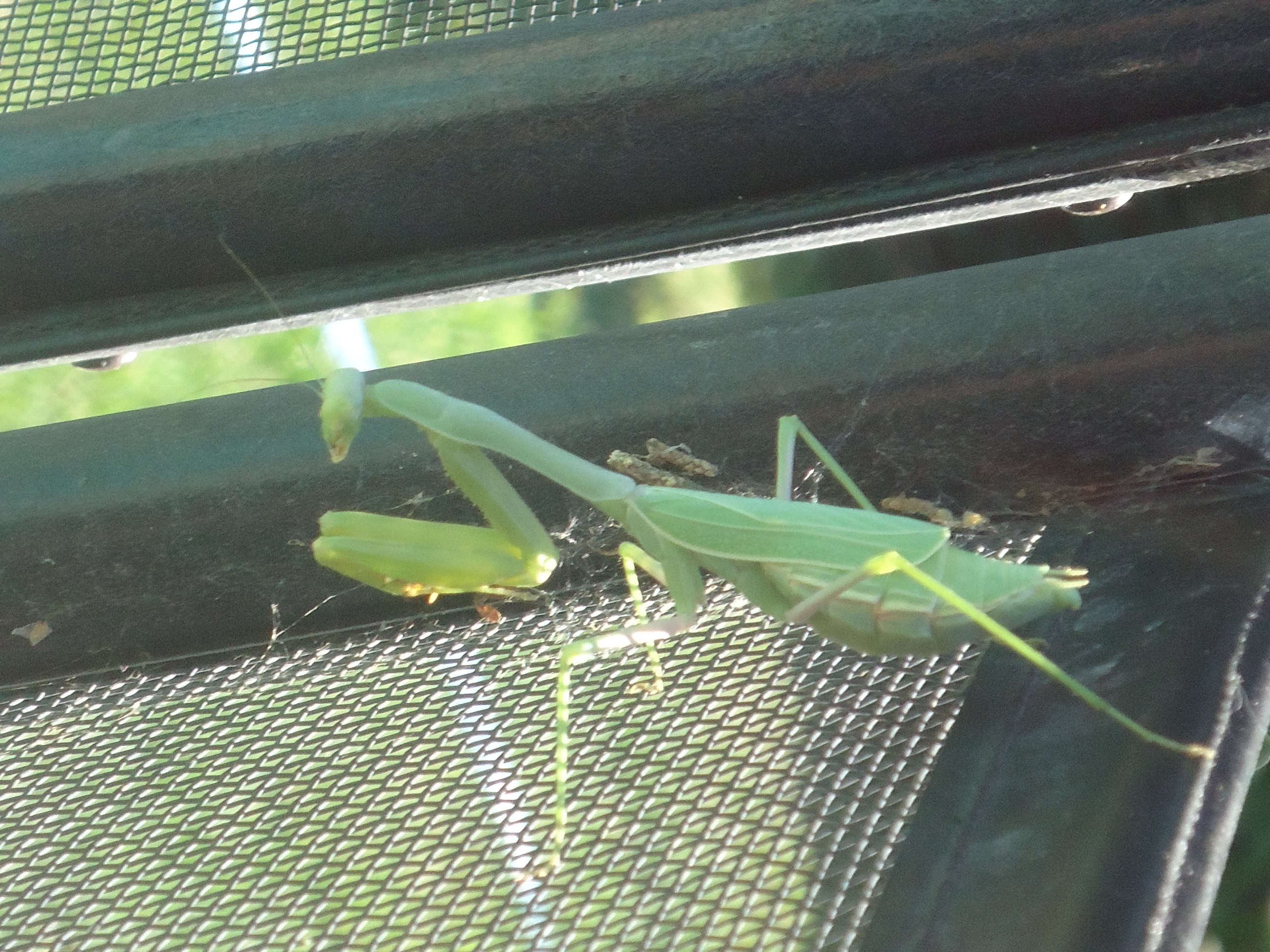 Autumnis Mantis