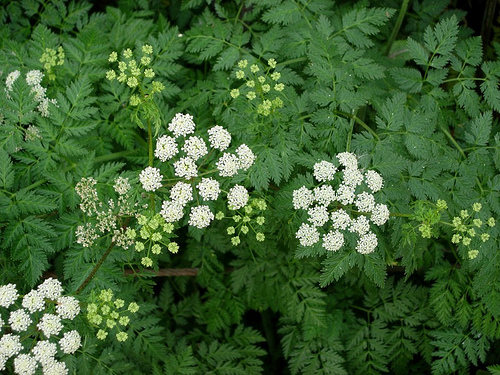 Nature has a conscience, An indirect editorial about rape via Nature Politics.