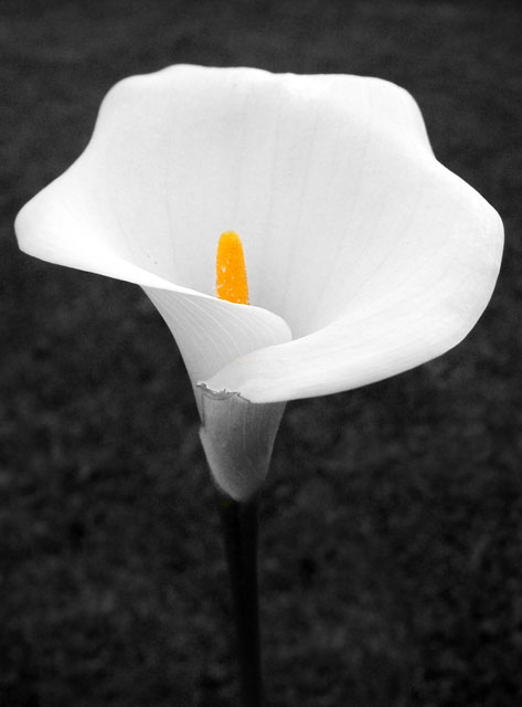 An Image of Mother's Passing