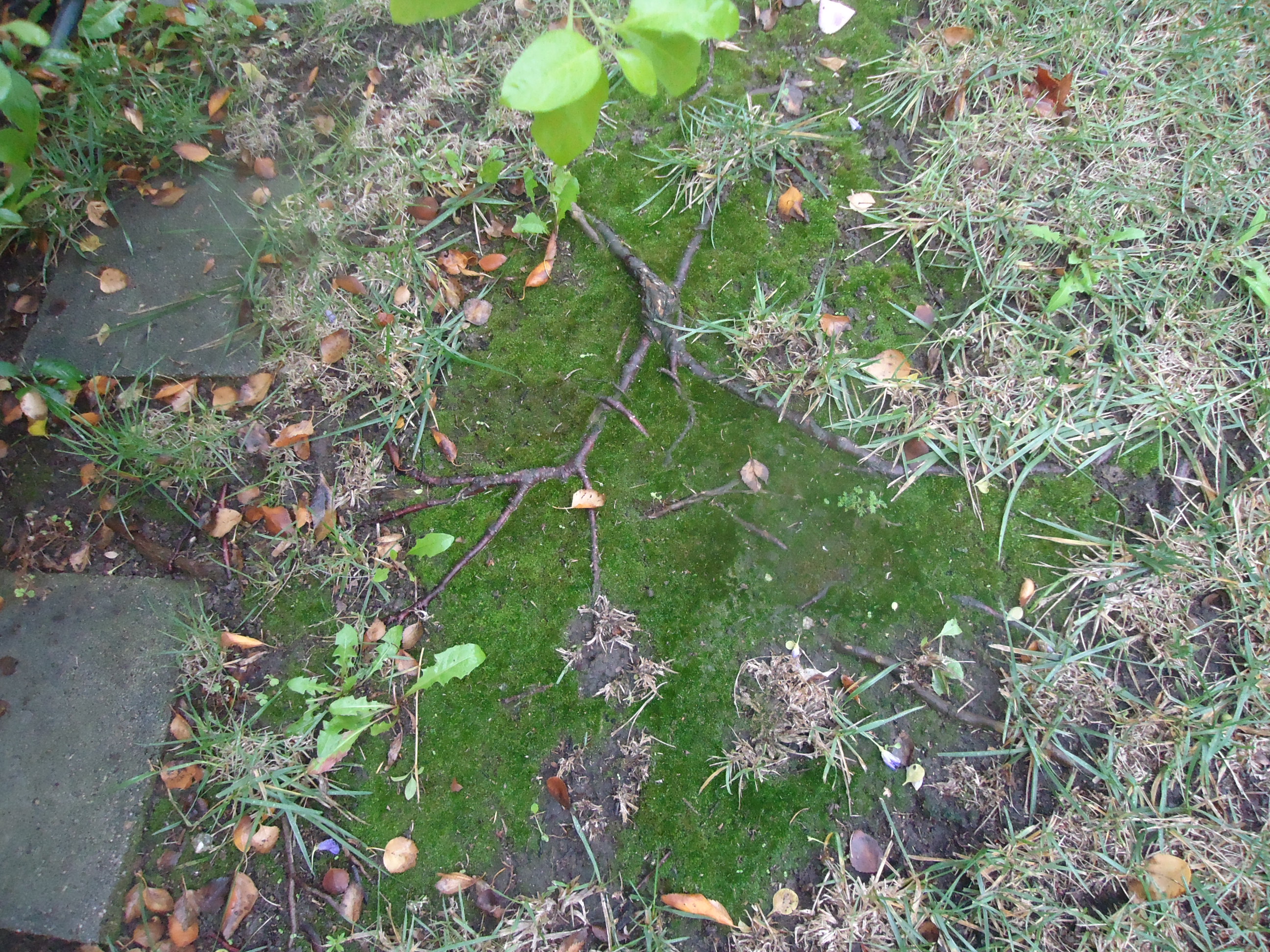 Rain: hopeful green from water...