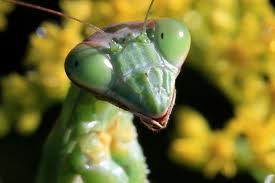 This is a Praying Mantis theme song.