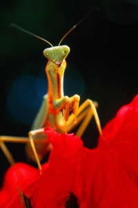 The weight of the world for Praying Mantis.
