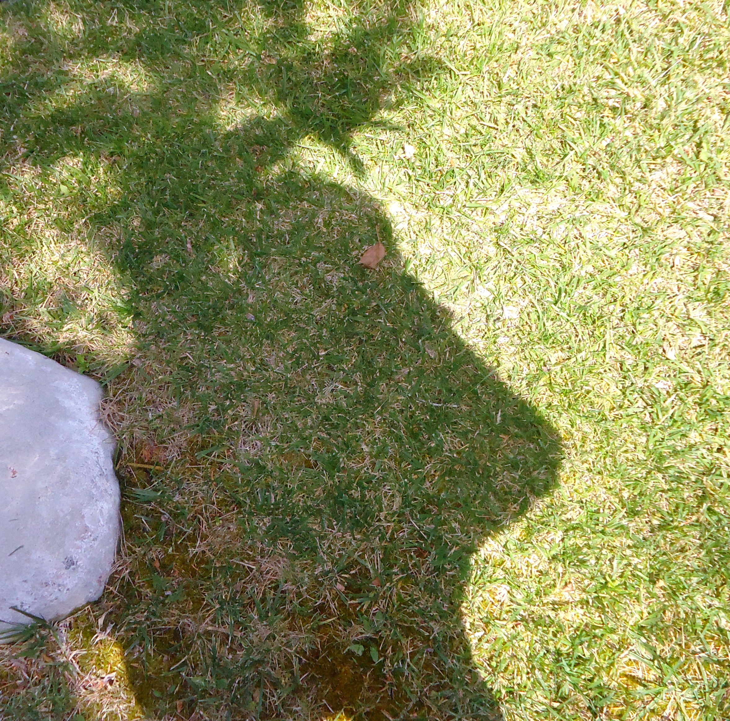 There is magic in all gardens....Weekly Photo Challenge: In the Background