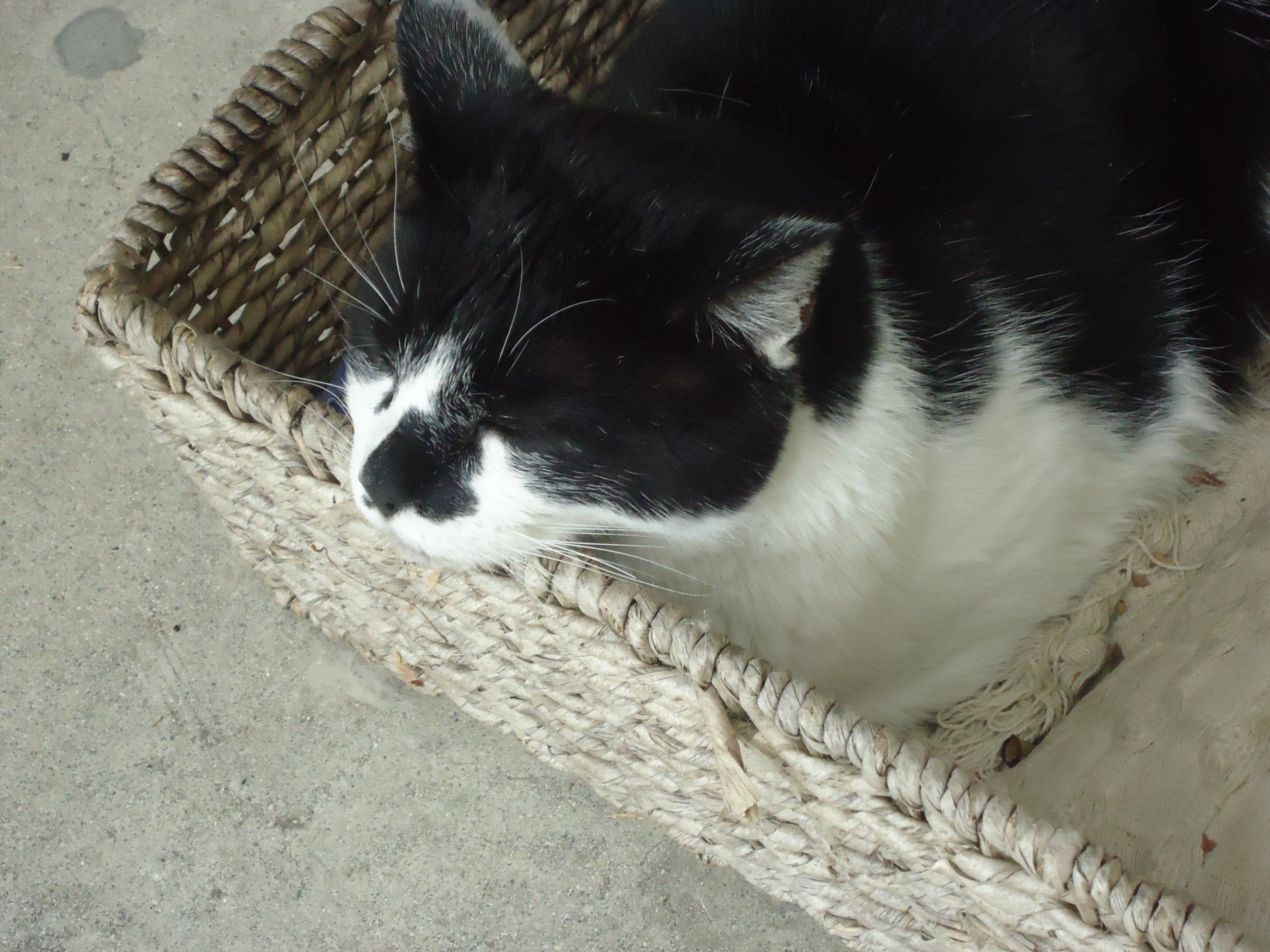 American black and white shorthair