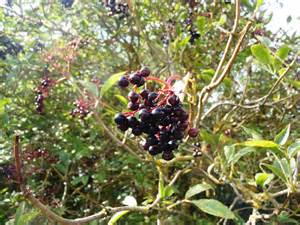 Elderberry wine