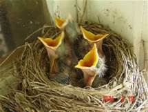 Song Steps Peace Bird-A bird song…