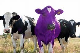 The Purple Cow Resturant