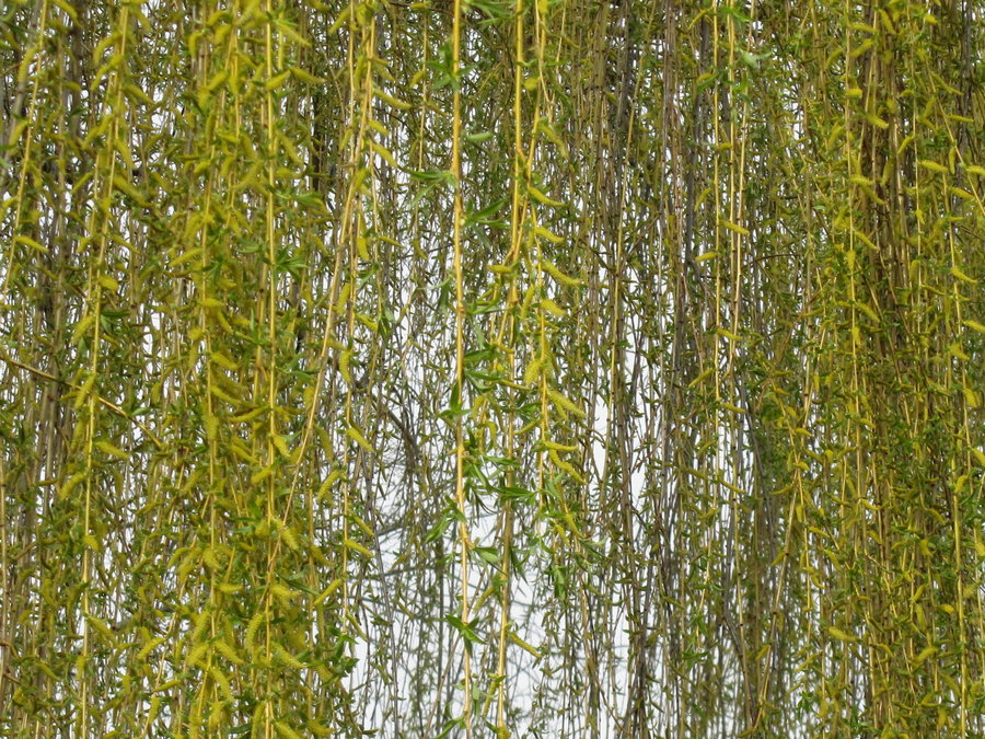 Leaves In The Wind