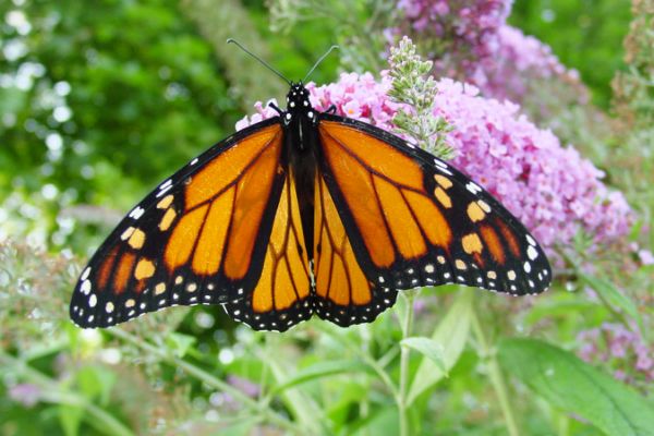 monarch butterfly...