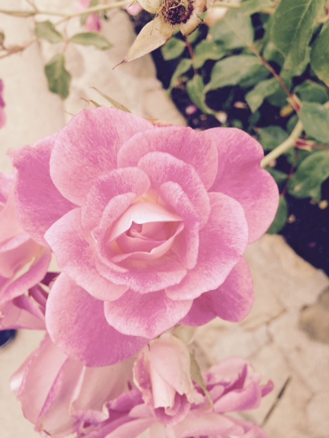 Wild Rose