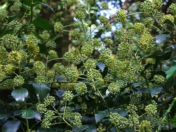 Ivy; It will be a good day !