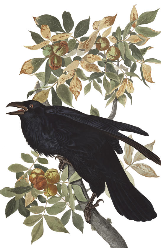 Raven Man