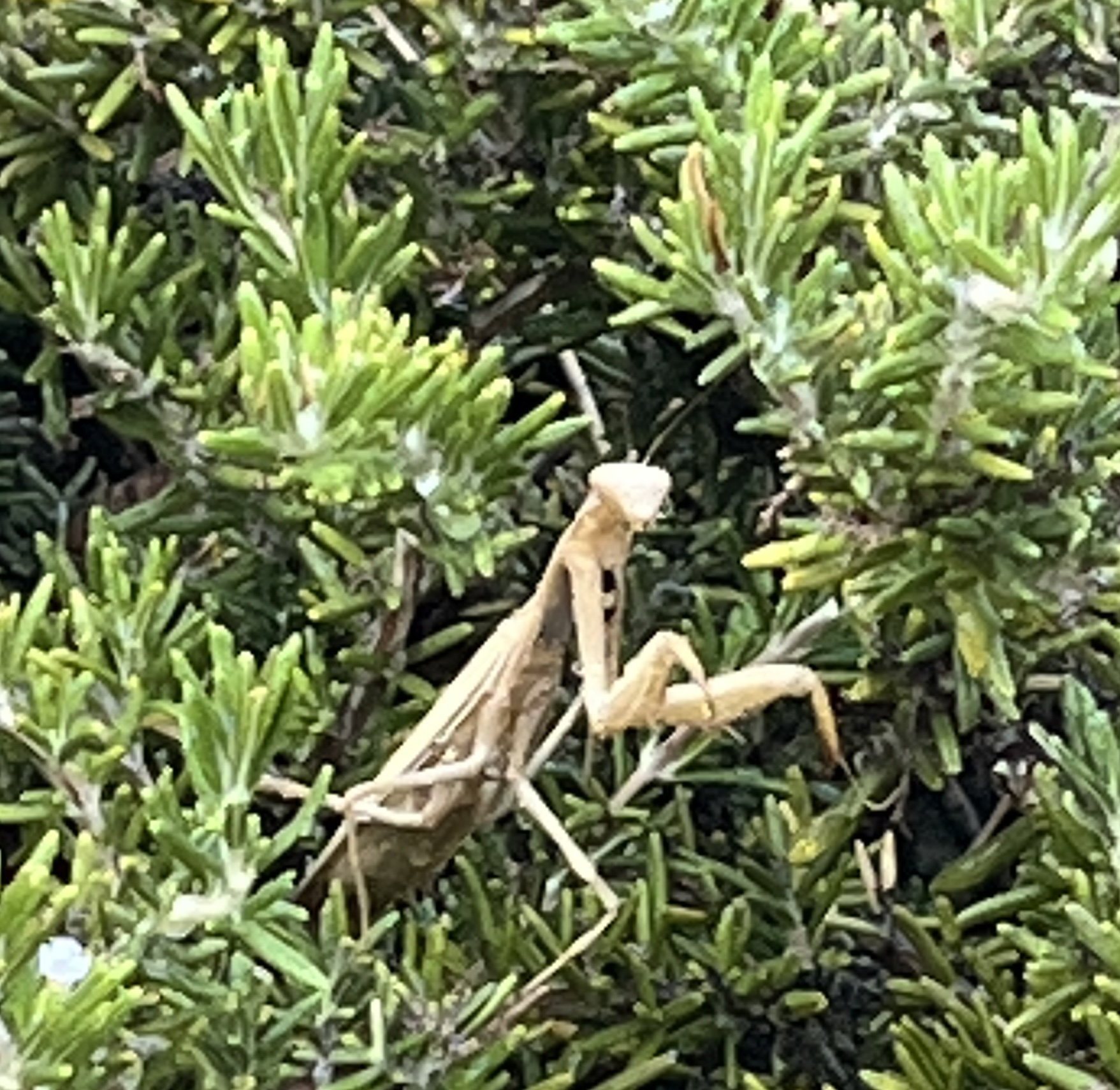 The Seminary Of Praying Mantis Publishing Logo