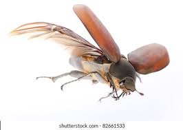 My Good Familiars or the Winged Insect Party