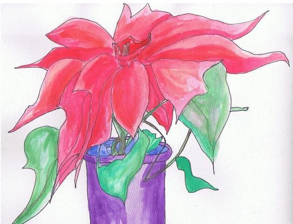 Punk poinsettia Holidays