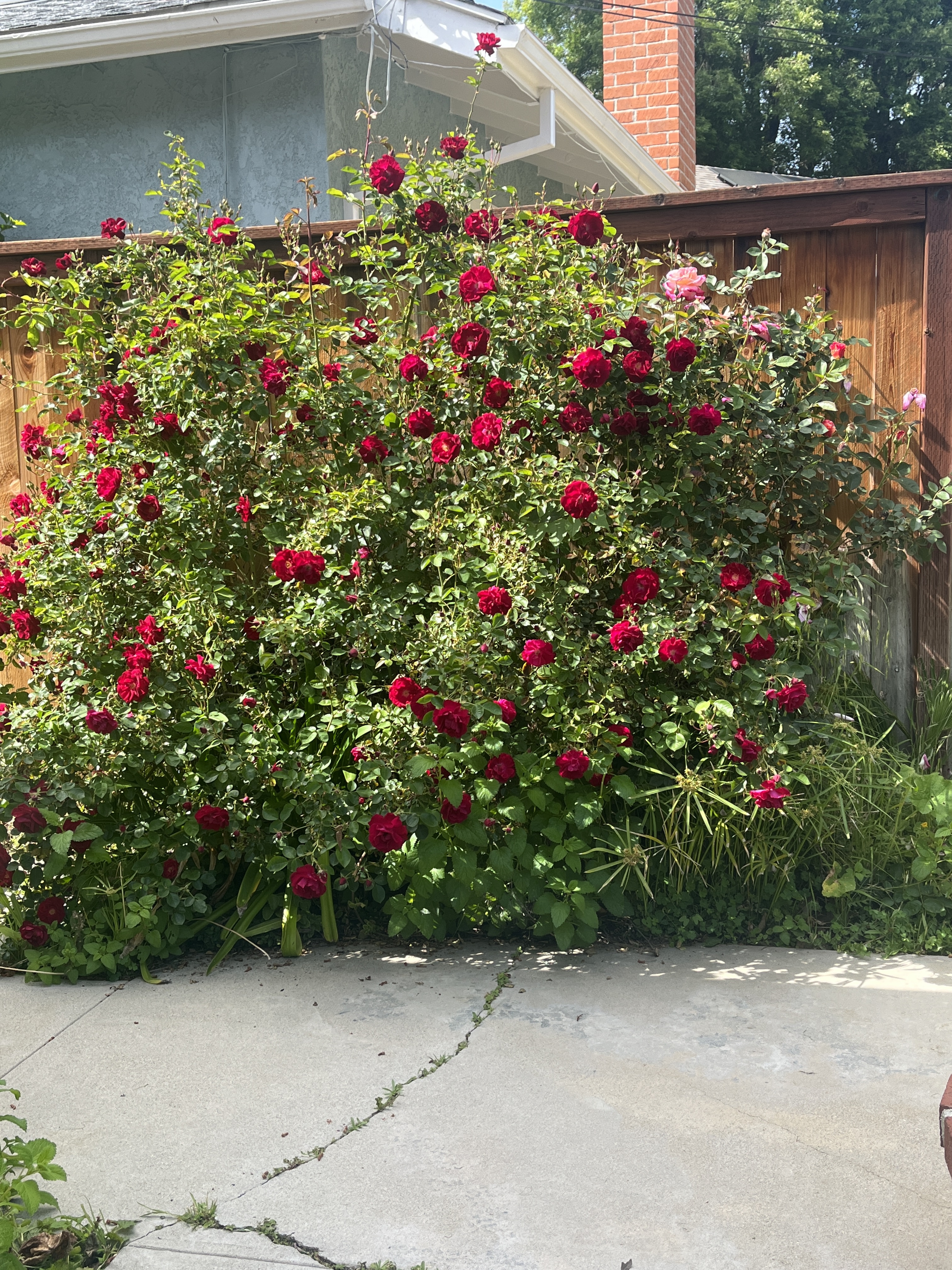 Silk