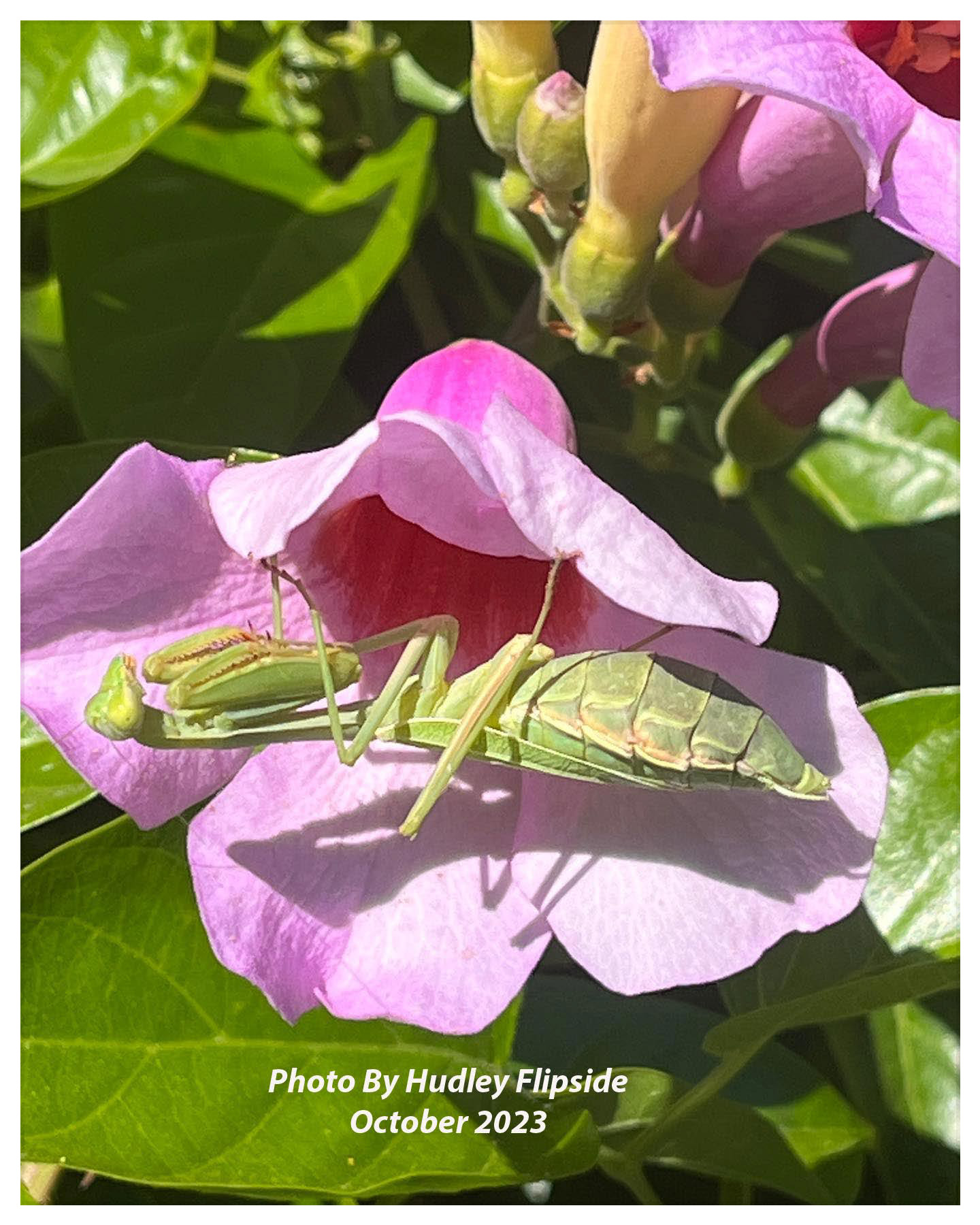 Praying Mantis Sacred